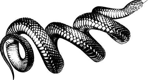 black and white snake drawing